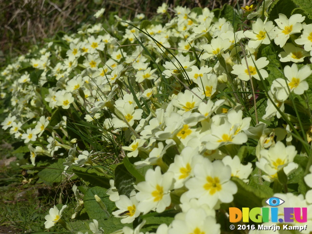 FZ028545 Primroses by path